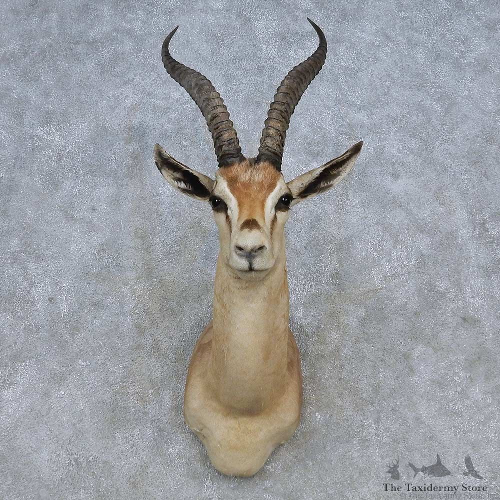 Grants Gazelle Shoulder Mount For Sale #14797 @ The Taxidermy Store