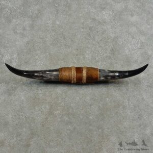 Longhorn Steer Horn Plaque For Sale #16772 @ The Taxidermy Store