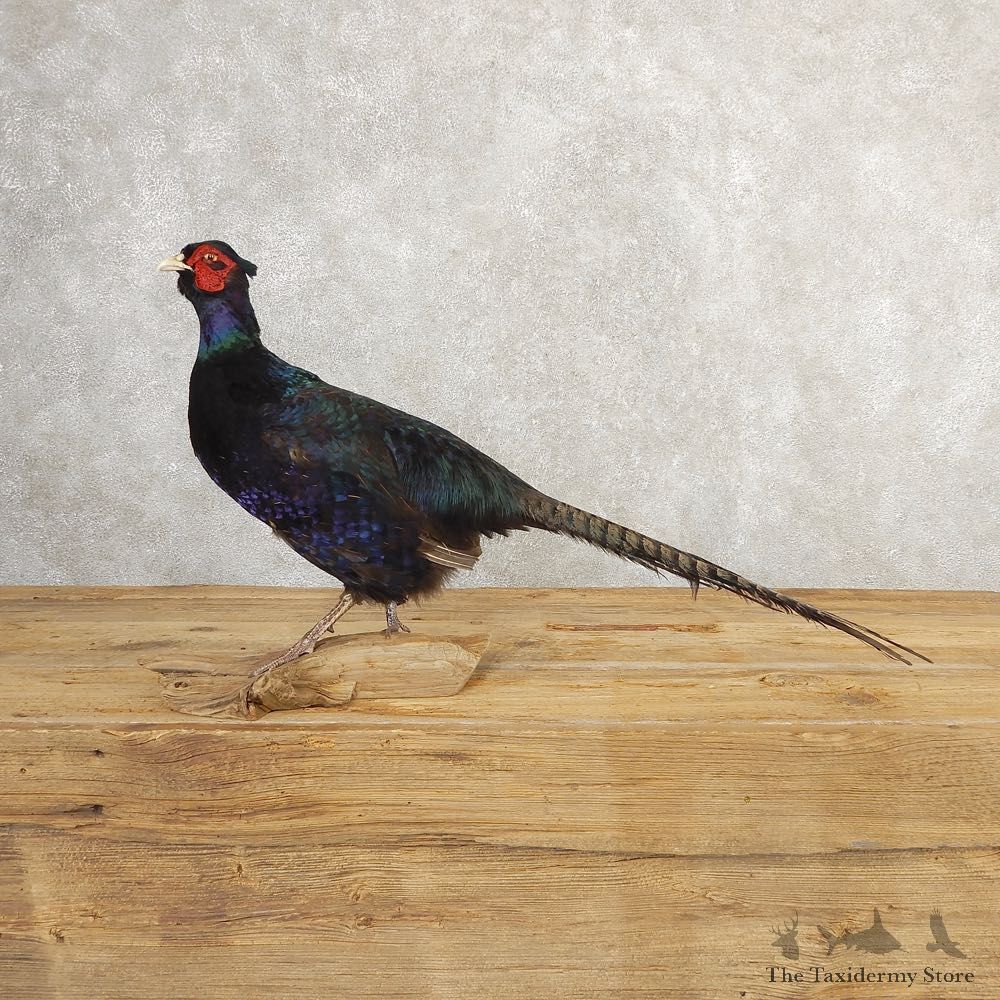 Black Pheasant Bird Mount For Sale #20777 @ The Taxidermy Store