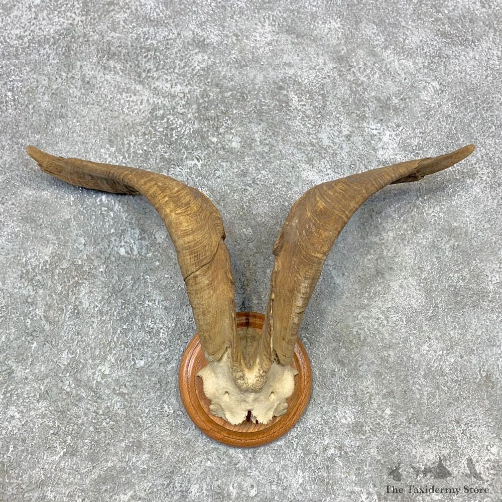Feral Goat Plaque Mount For Sale #23281 @ The Taxidermy Store