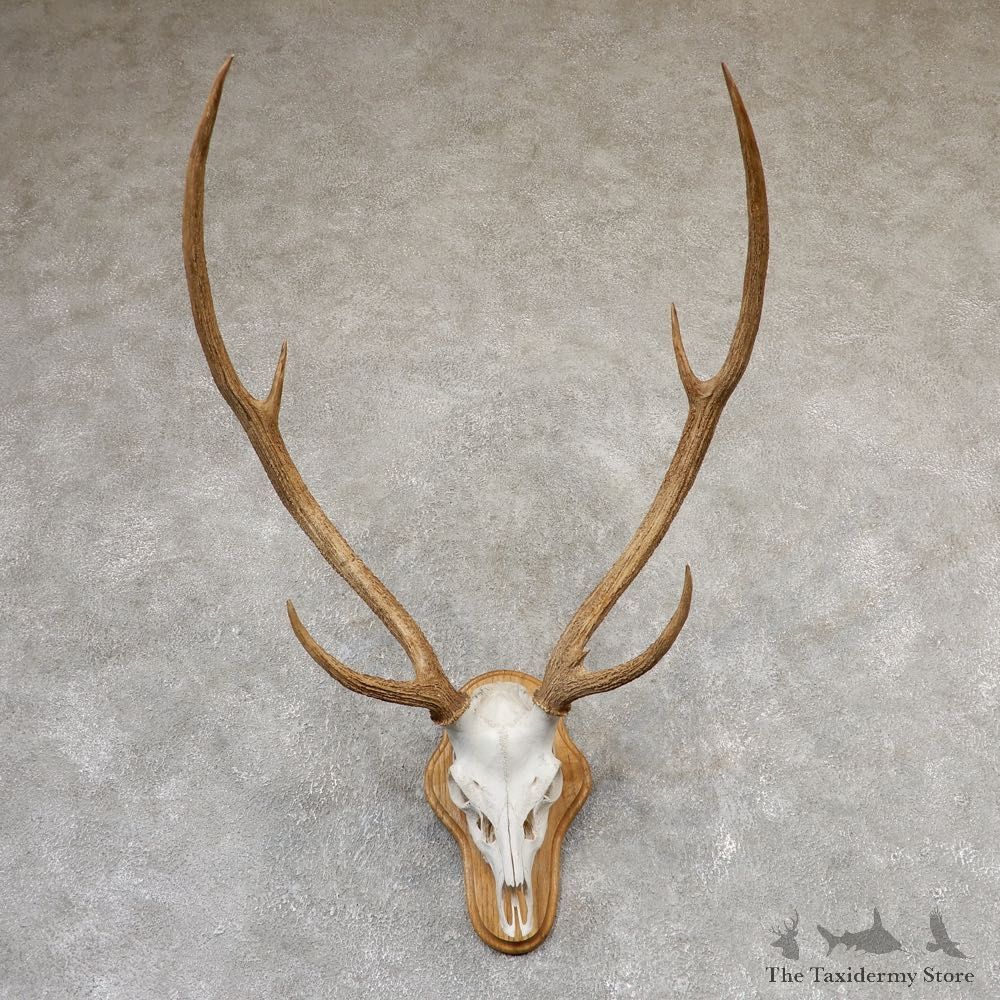 Axis Deer Skull & Horn European Mount For Sale #19019 @ The Taxidermy Store