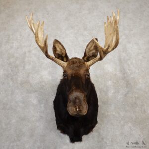 Shiras Moose Shoulder Taxidermy Mount #19937 For Sale @ The Taxidermy Store
