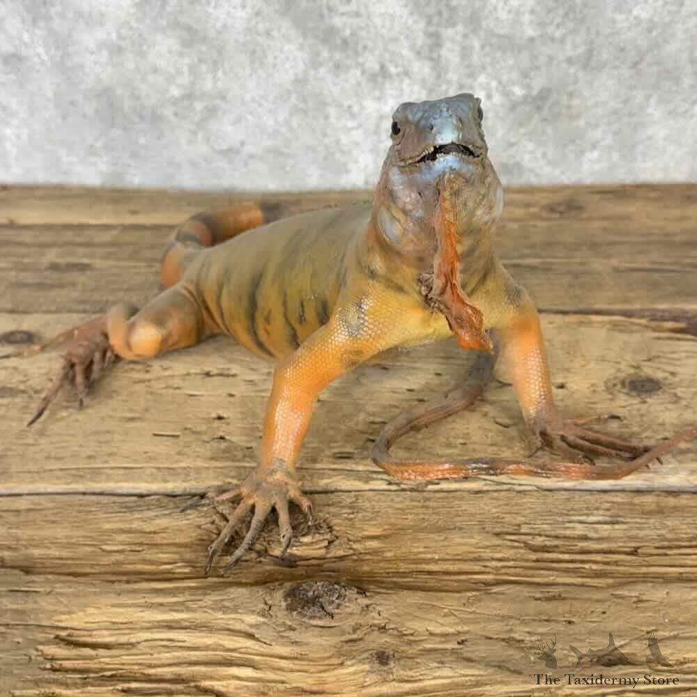 Green Iguana Life Size Mount For Sale #32281 @ The Taxidermy Store