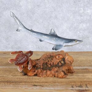 Blue Shark Turtle Reproduction Mount For Sale #14149 @ The Taxidermy Store
