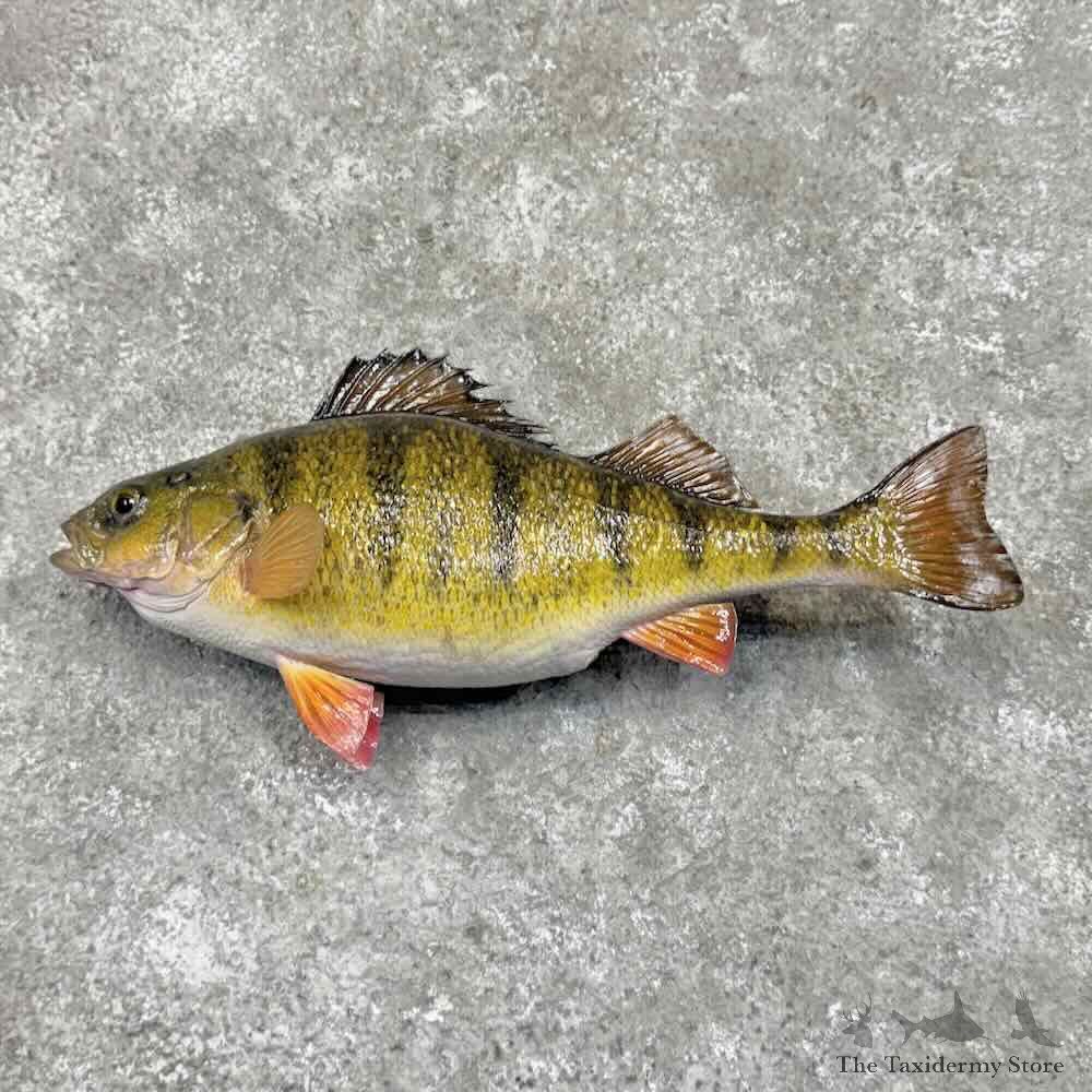 Yellow Perch Fish Mount For Sale #31684 @ The Taxidermy Store