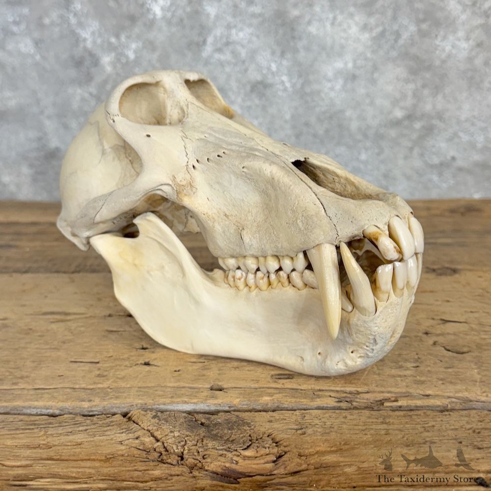 Chacma Baboon Full Skull Mount For Sale #29978 @ The Taxidermy Store