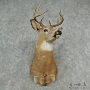 Whitetail Deer Shoulder Mount For Sale #16975 @ The Taxidermy Store