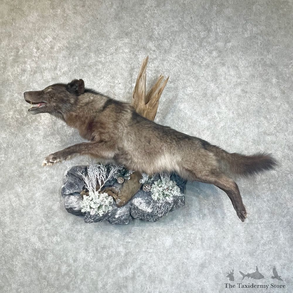 Alaskan Grey Wolf Life-Size Mount For Sale #25683 @ The Taxidermy Store