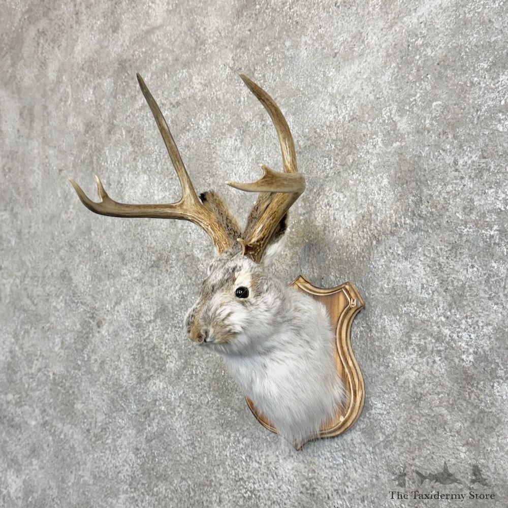 Jackalope Shoulder Mount For Sale #30125 @ The Taxidermy Store