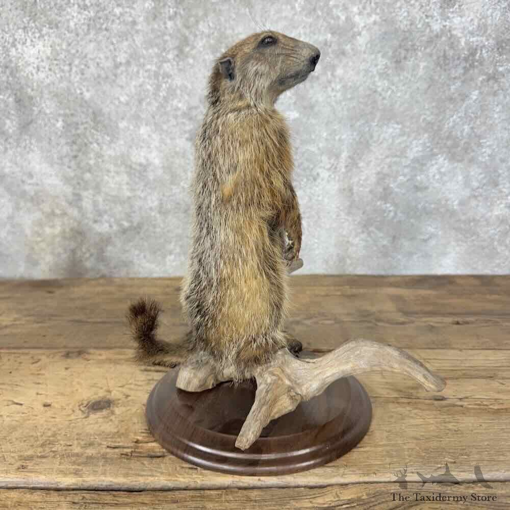Woodchuck Life-Size Mount For Sale #31592 @ The Taxidermy Store