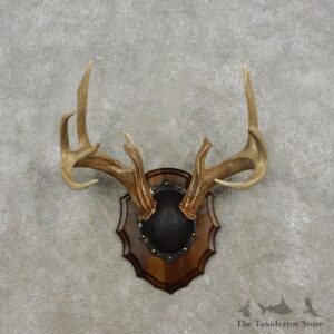 Whitetail Deer Antler Plaque Mount For Sale #17305 @ The Taxidermy Store