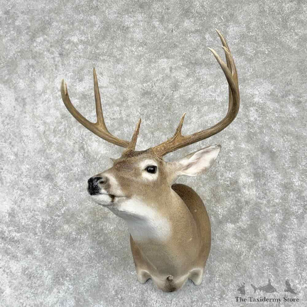 Texas Whitetail Deer Shoulder Mount For Sale #31773 @ The Taxidermy Store