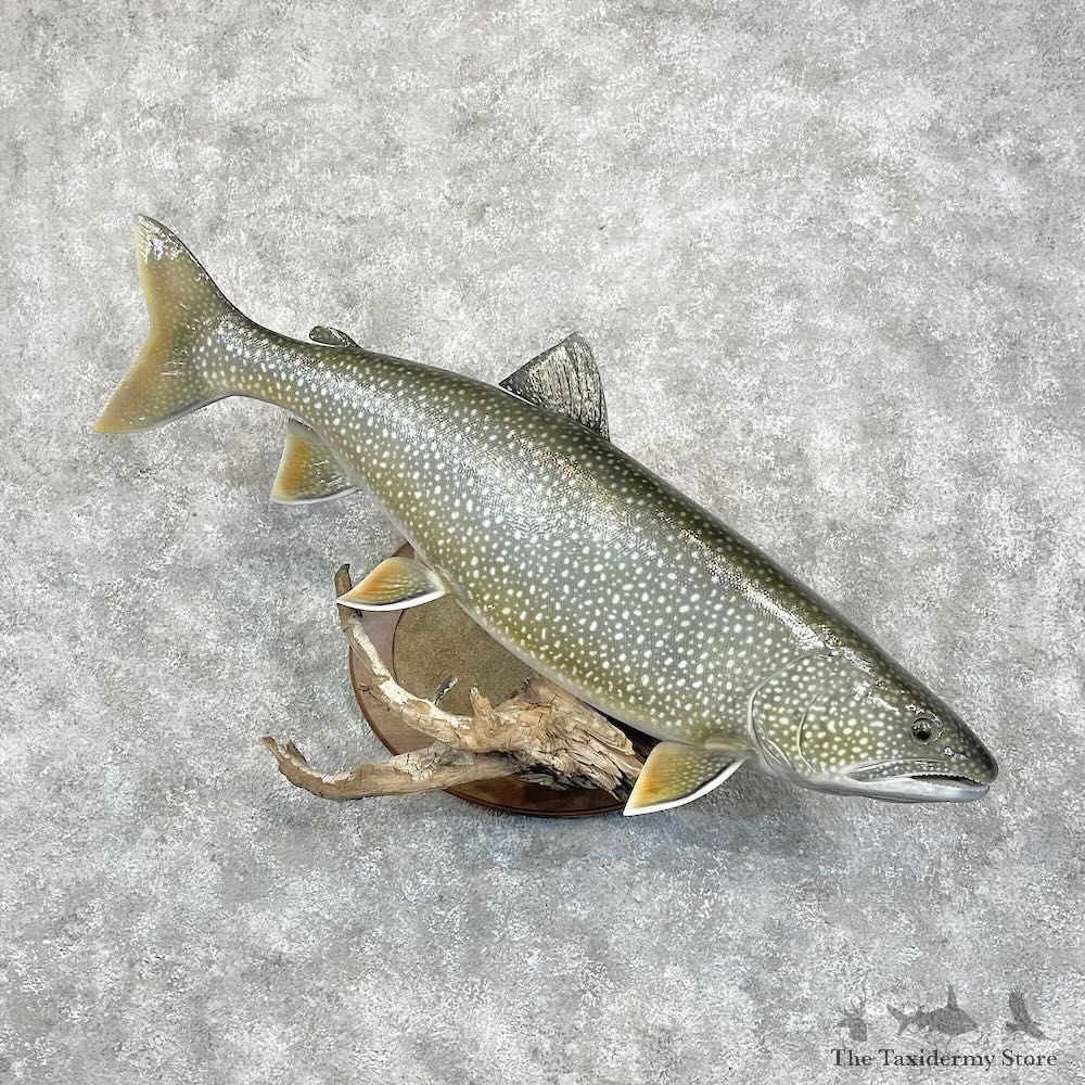 Lake Trout Freshwater Fish Mount For Sale #28460 @ The Taxidermy Store