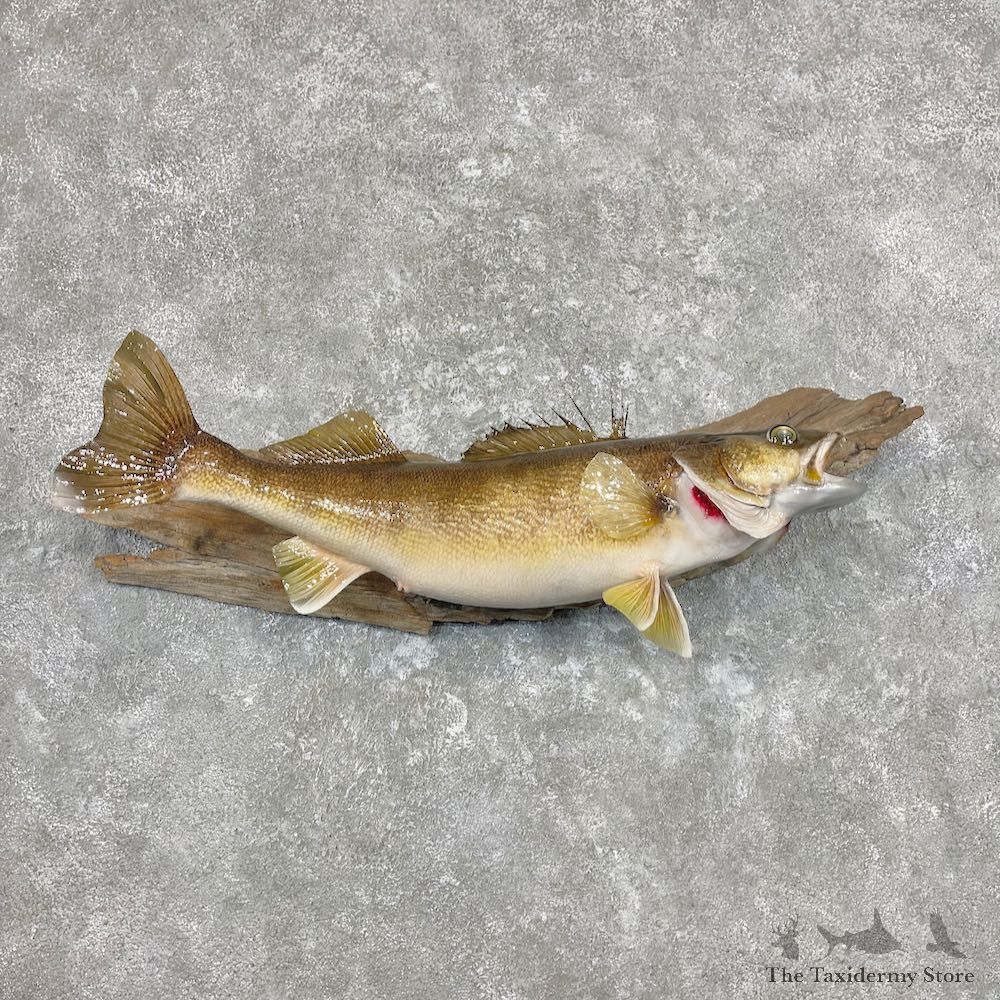 Walleye Fish Mount For Sale #26903 @ The Taxidermy Store