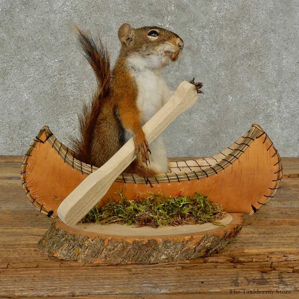 Canoe Squirrel Novelty Mount For Sale #16817 @ The Taxidermy Store