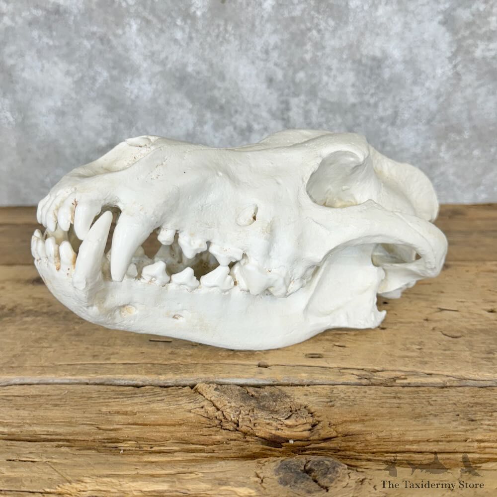 Reproduction Dire Wolf Full Skull For Sale #29111 @ The Taxidermy Store