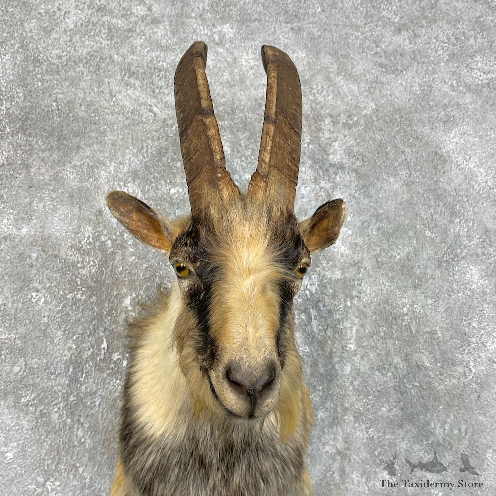 Feral Goat Shoulder Mount For Sale #25782 @ The Taxidermy Store