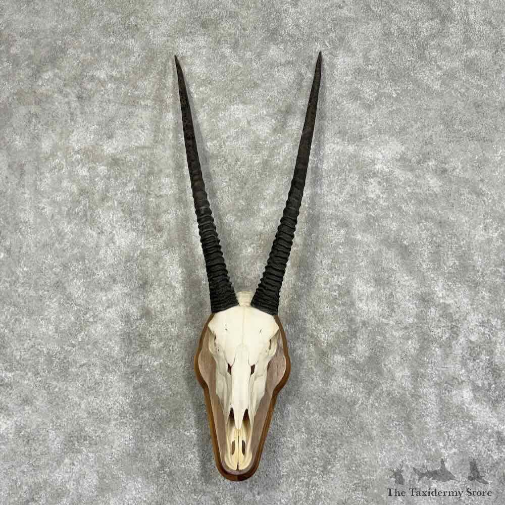 Gemsbok Skull European Mount For Sale #32069 @ The Taxidermy Store