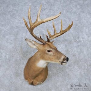 Whitetail Deer Shoulder Mount For Sale #14848 @ The Taxidermy Store