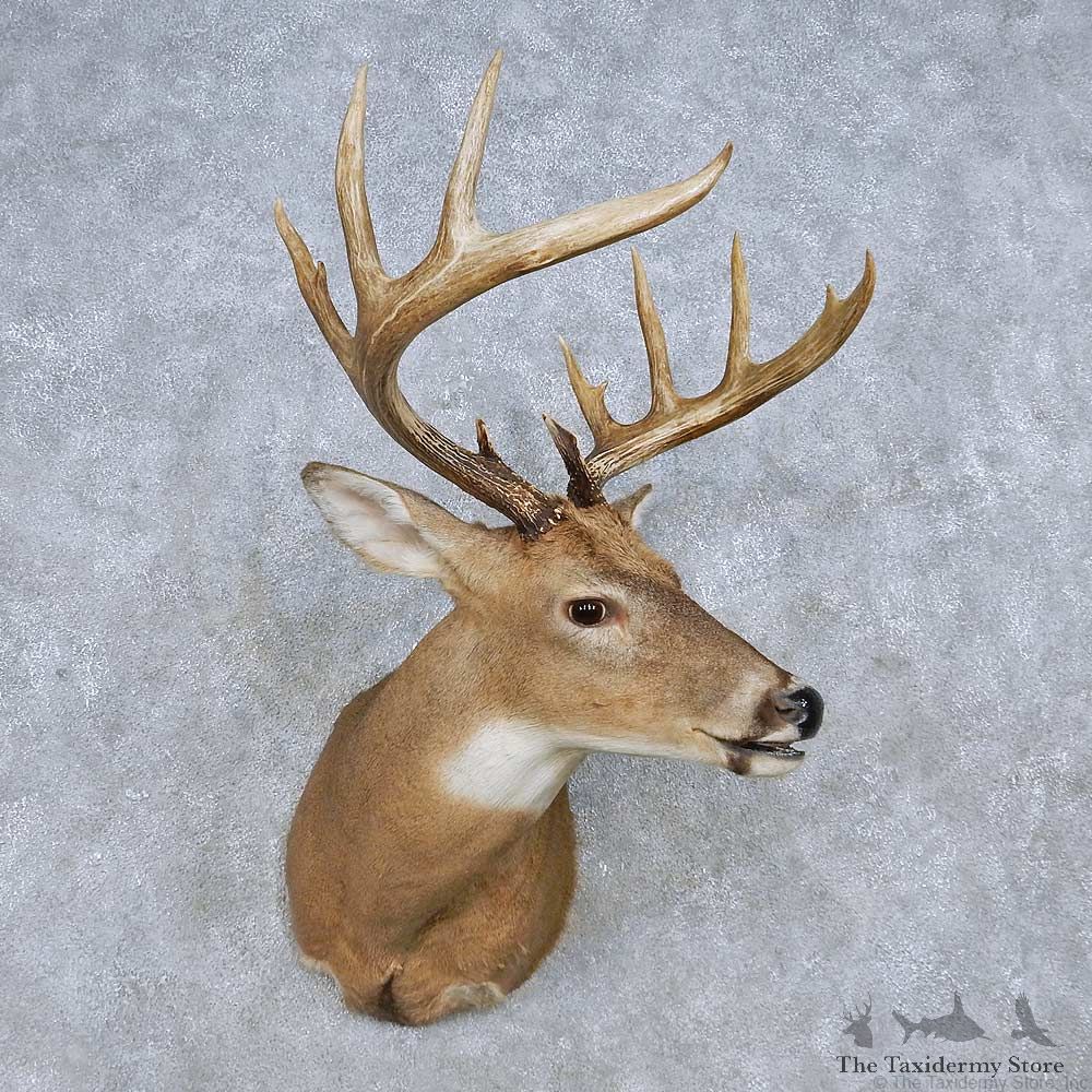 Whitetail Deer Shoulder Mount For Sale #14848 @ The Taxidermy Store