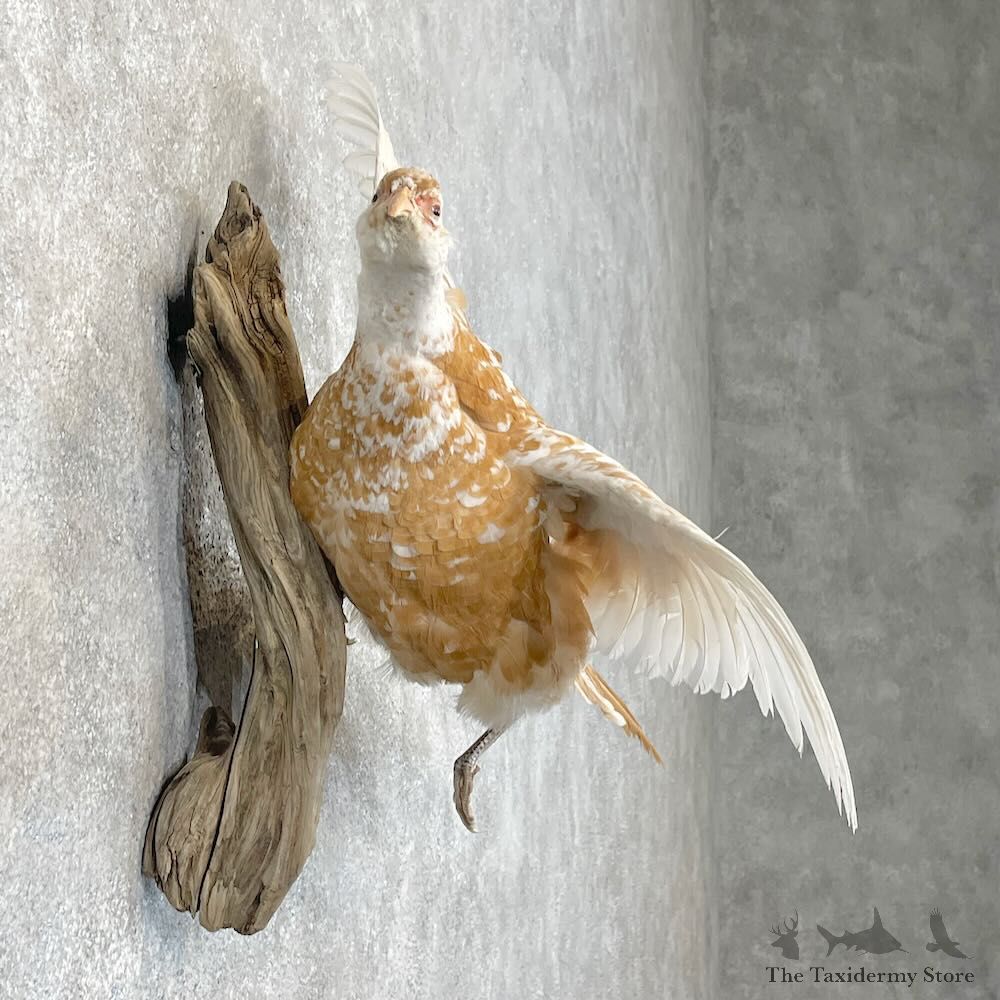 Ringneck Pheasant Bird Mount For Sale #28428 @ The Taxidermy Store