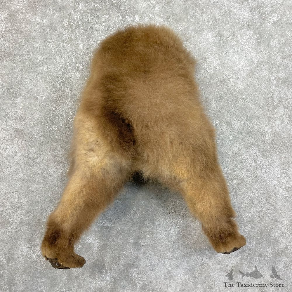 Grizzly Bear Novelty Butt Mount For Sale #25835 @ The Taxidermy Store