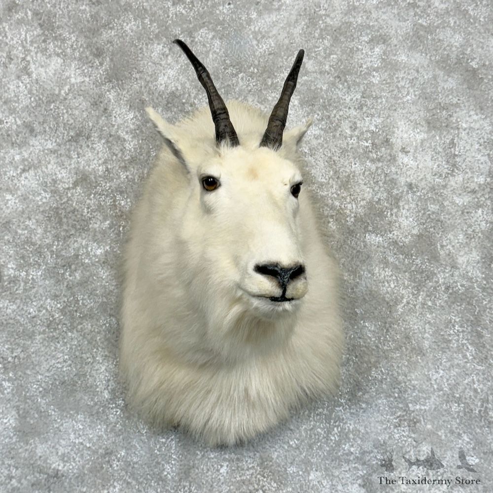 Mountain Goat Shoulder Mount For Sale #29458 @ The Taxidermy Store