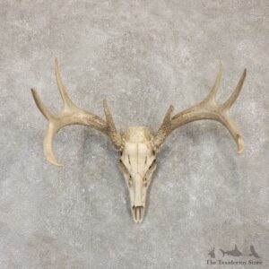 Whitetail Deer Skull European Mount For Sale #20101 @ The Taxidermy Store