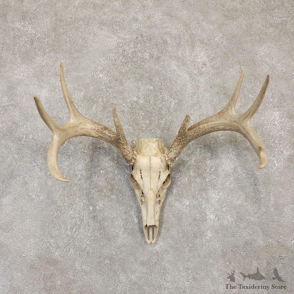 Whitetail Deer Skull European Mount For Sale #20101 @ The Taxidermy Store