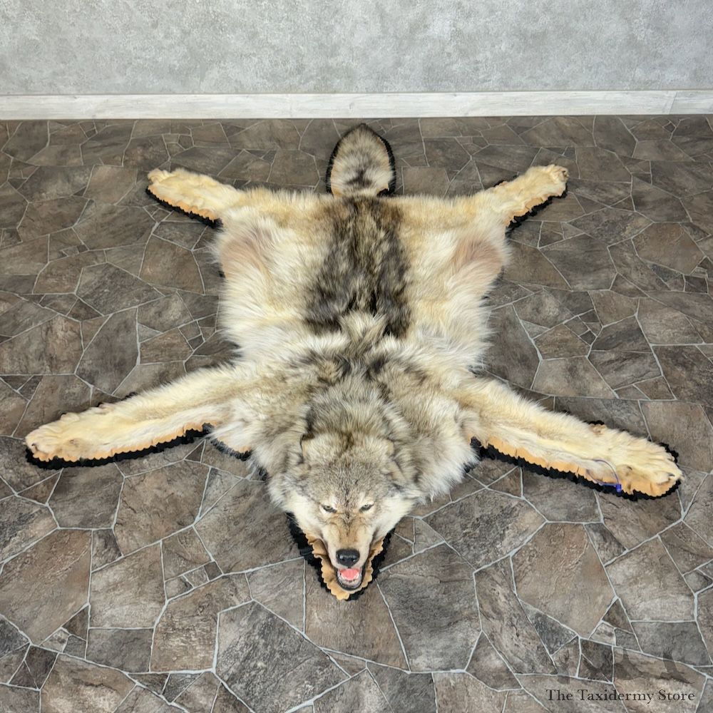 Grey Wolf Full Rug Mount For Sale #29768 @ The Taxidermy Store
