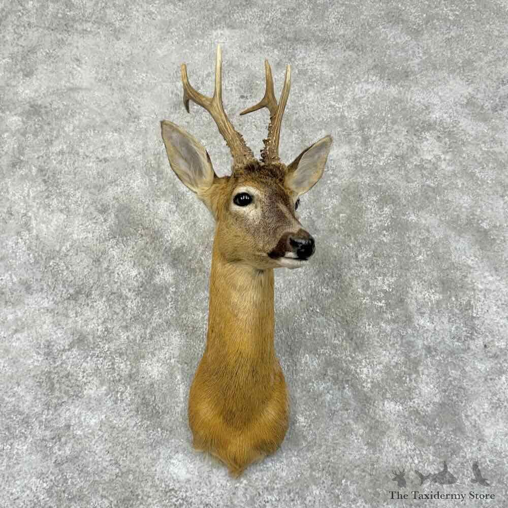 European Roe Deer Shoulder Mount For Sale #30996 @ The Taxidermy Store