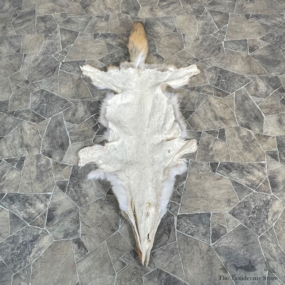 Coyote Tanned Hide For Sale #27911 @ The Taxidermy Store