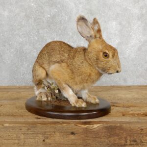 Snowshoe Hare Rabbit Mount #19698 For Sale @ The Taxidermy Store