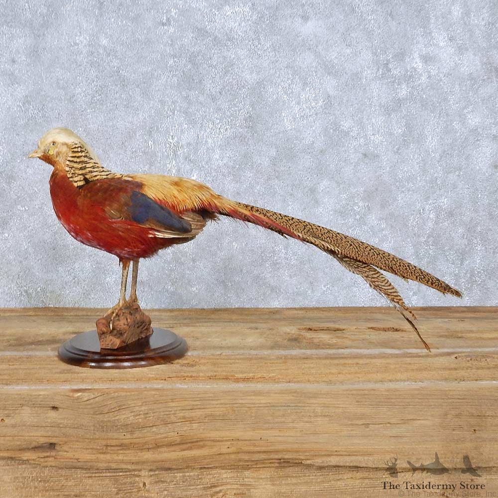 Standing Golden Pheasant Mount For Sale #14826 @ The Taxidermy Store