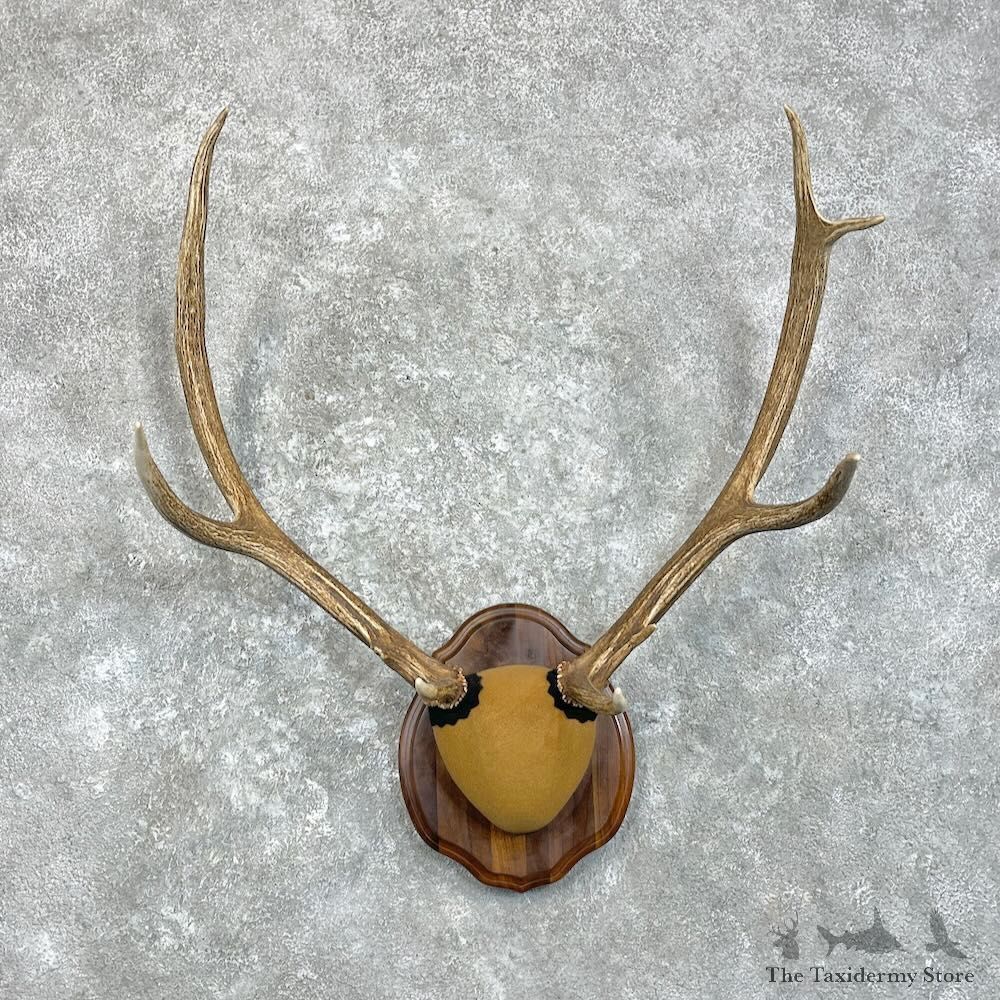 Rocky Mountain Elk Plaque Mount For Sale #28014 @ The Taxidermy Store