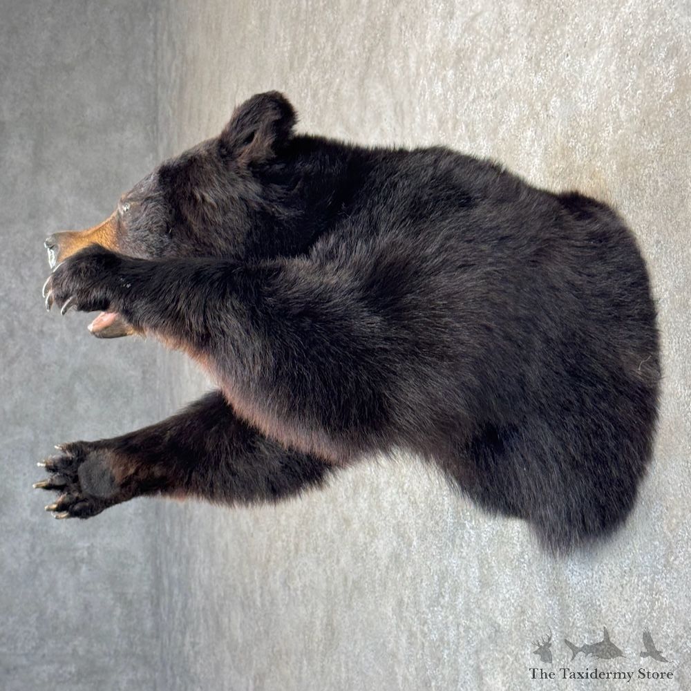 Black Bear 1/2 Life-Size Mount For Sale #29873 @ The Taxidermy Store