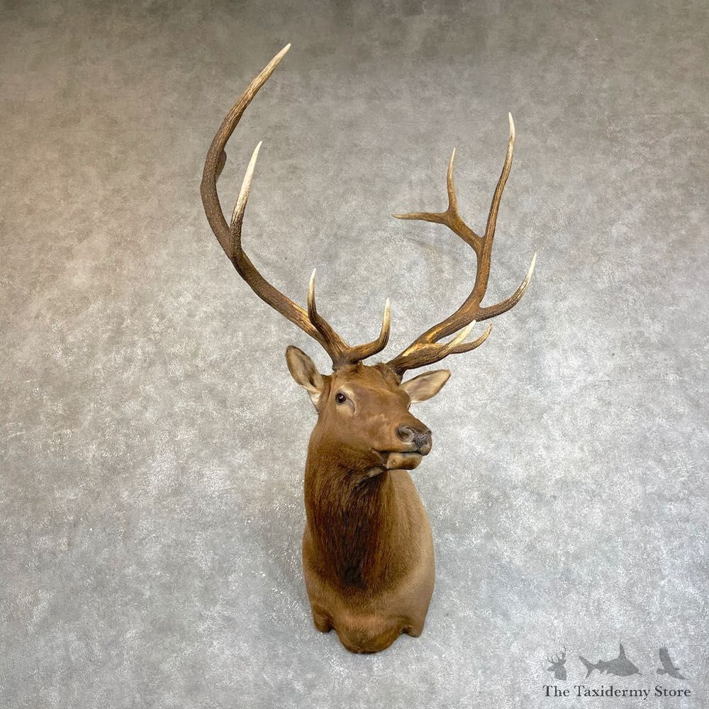 Rocky Mountain Elk Shoulder Mount For Sale #24223 @ The Taxidermy Store