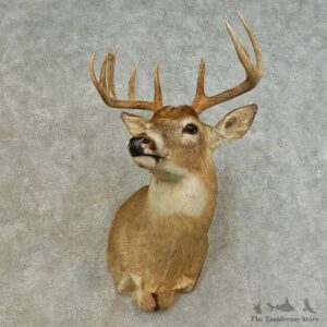 Whitetail Deer Shoulder Mount For Sale #16479 @ The Taxidermy Store