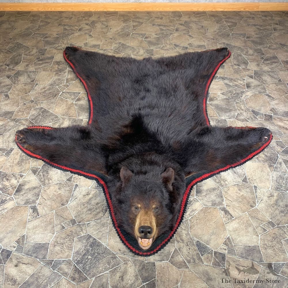 Black Bear Full-Size Rug For Sale #23999 @ The Taxidermy Store