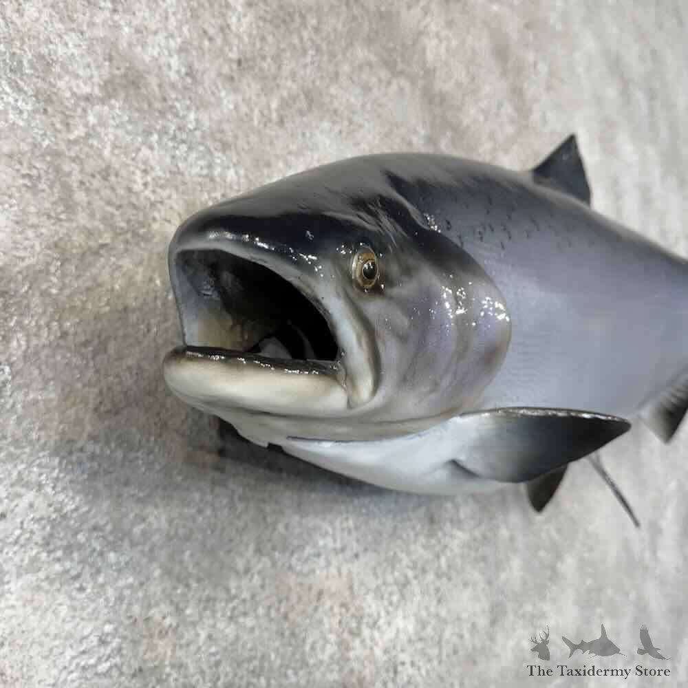 King Chinook Salmon Fish Mount For Sale #30447 @ The Taxidermy Store