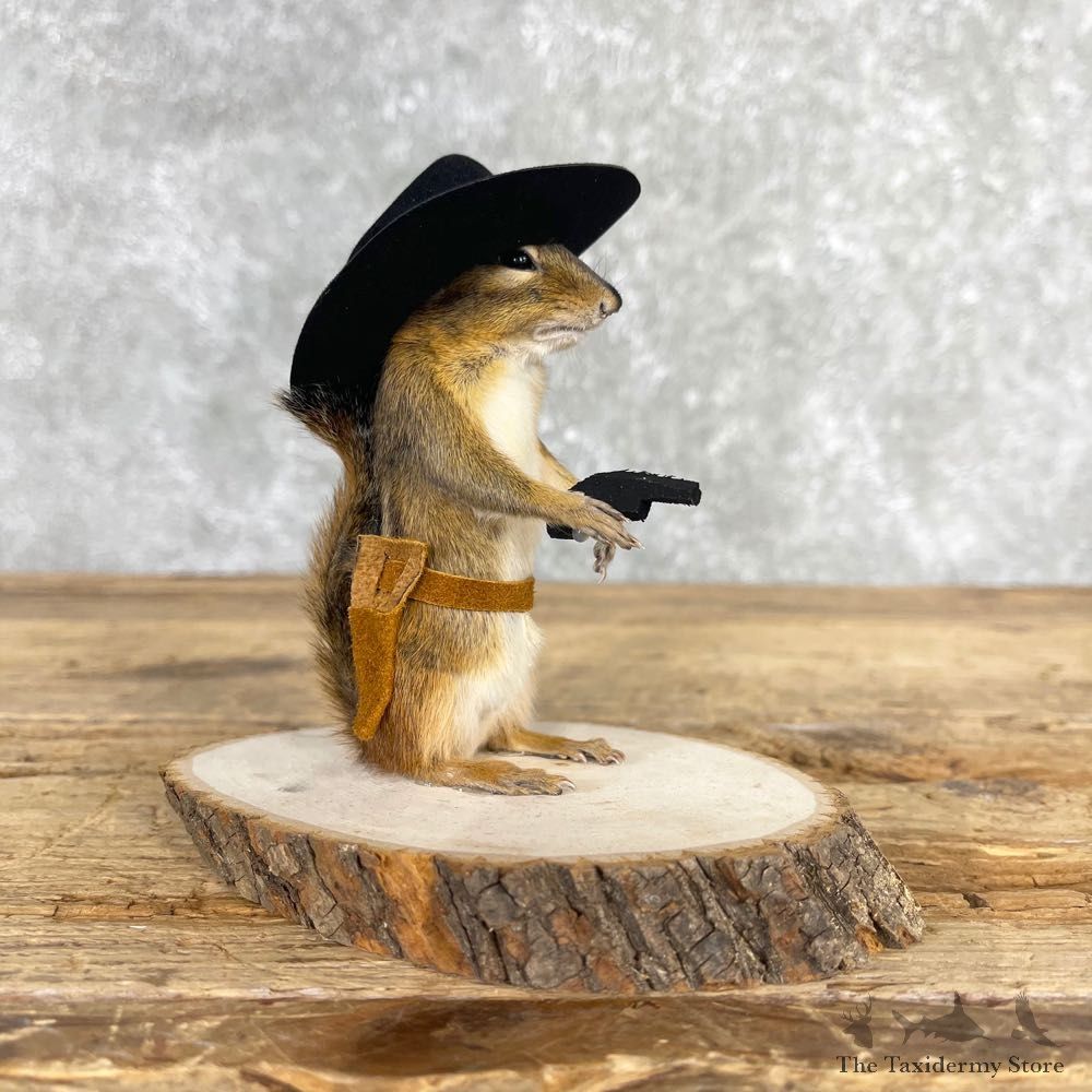 Cowboy Chipmunk Novelty Mount For Sale #24046 @ The Taxidermy Store