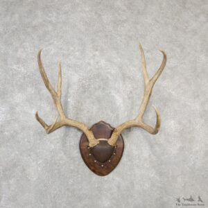 Mule Deer Taxidermy Antler Plaque #19135 For Sale @ The Taxidermy Store