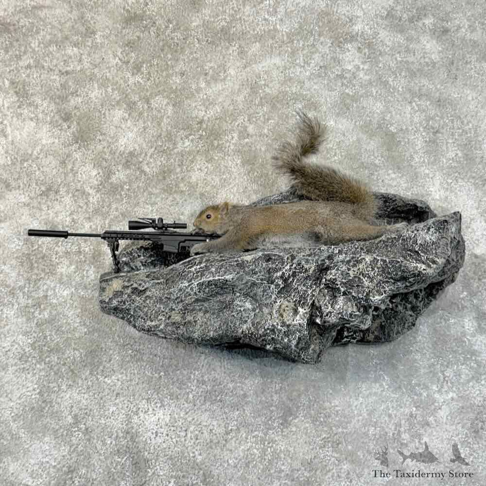 Sniper Squirrel Novelty Mount For Sale #31476 @ The Taxidermy Store