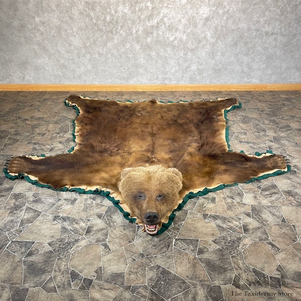 Brown Bear Taxidermy Rug Mount For Sale #24687 @ The Taxidermy Store
