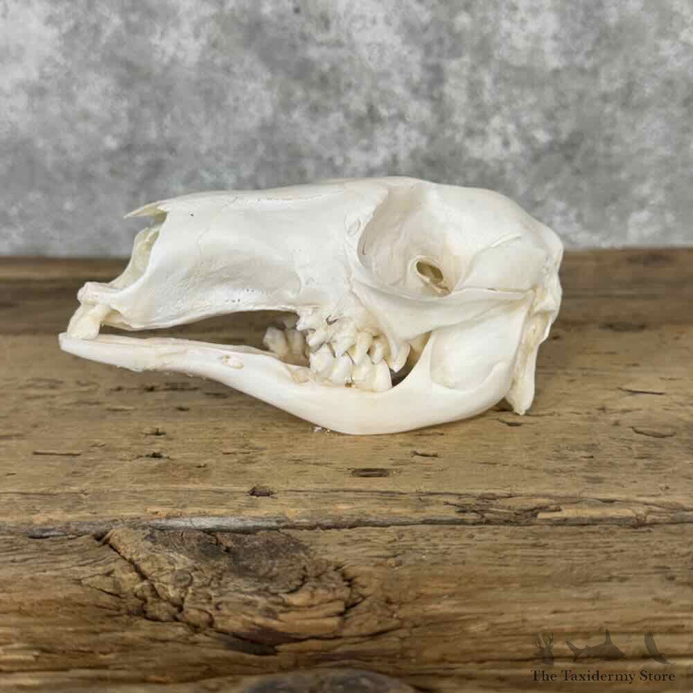 Red Kangaroo Full Skull for Sale #32136 @ The Taxidermy Store