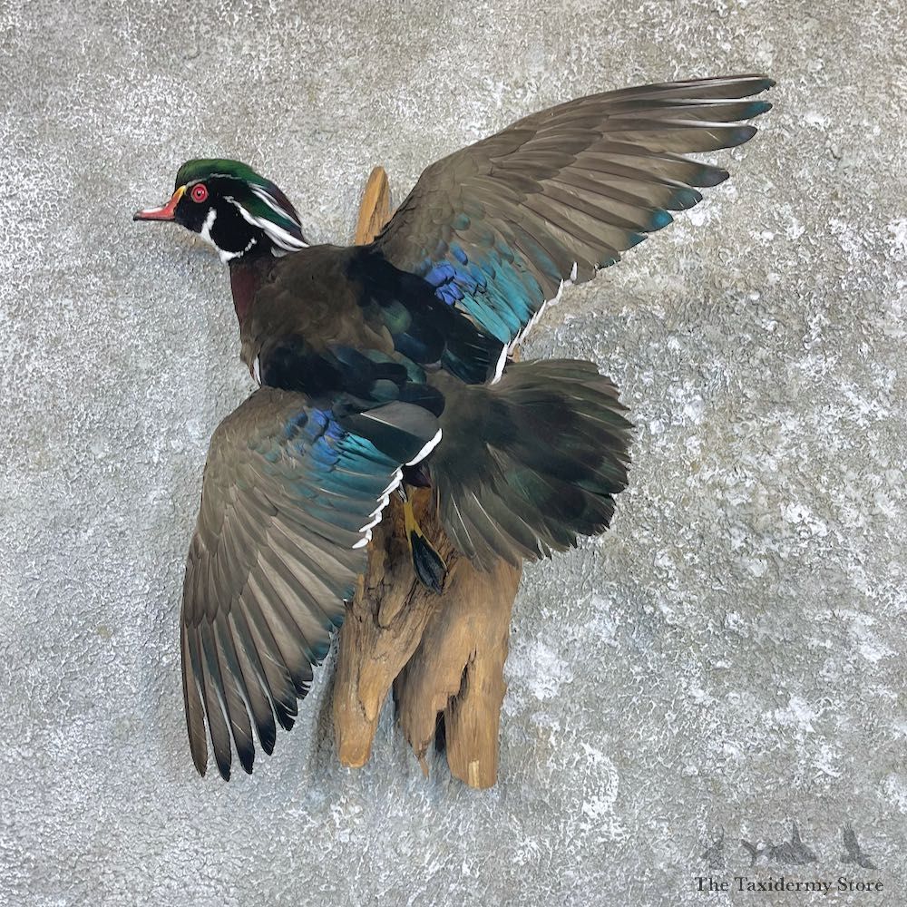 Wood Duck Taxidermy Bird Mount For Sale #26496 @ The Taxidermy Store