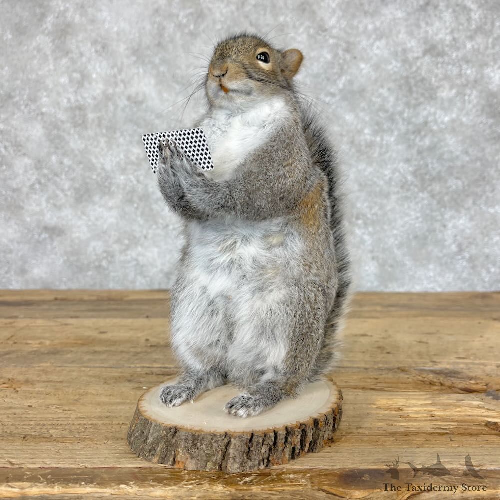 Poker Squirrel Novelty Mount For Sale #28672 @ The Taxidermy Store