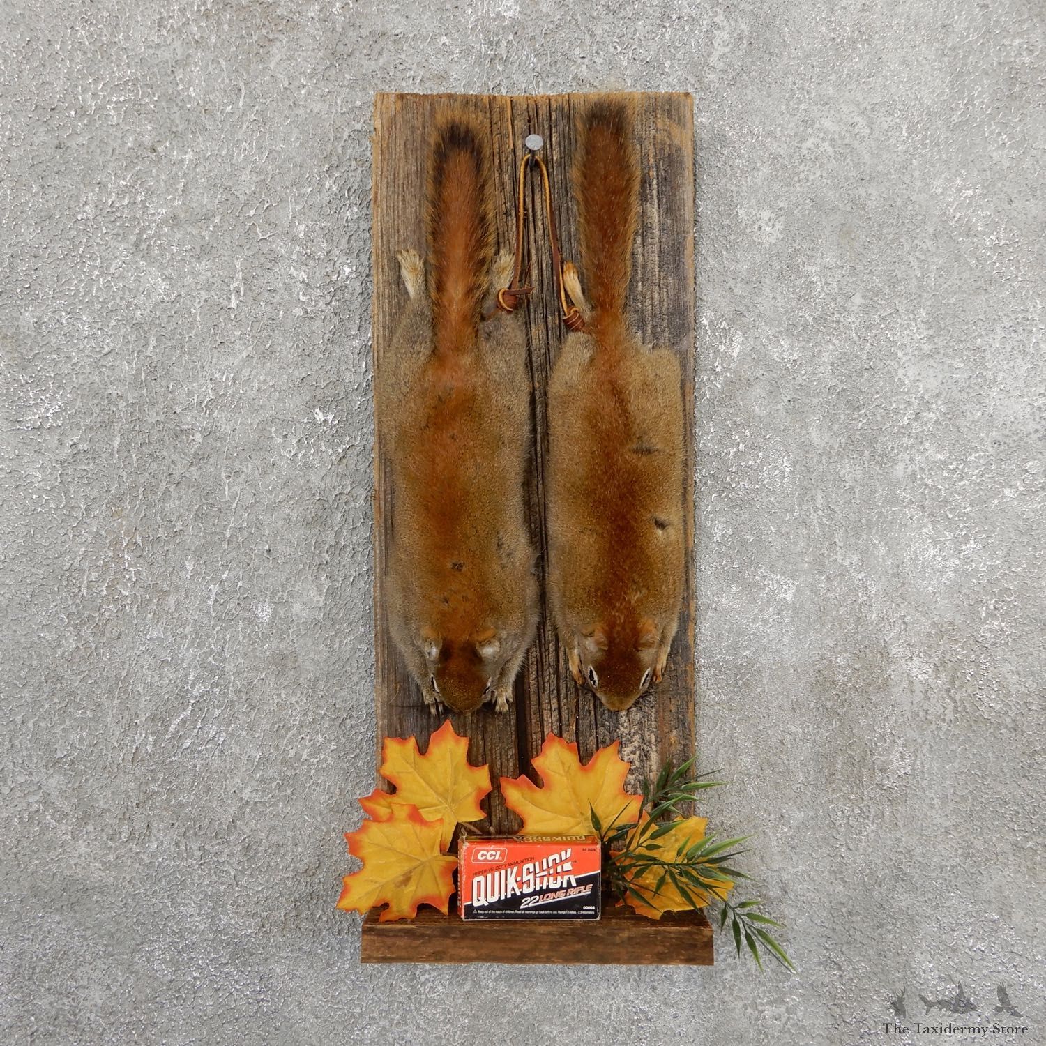 Captain's Classic Red Squirrel Display Taxidermy Mount #19743 For Sale @ The Taxidermy Store