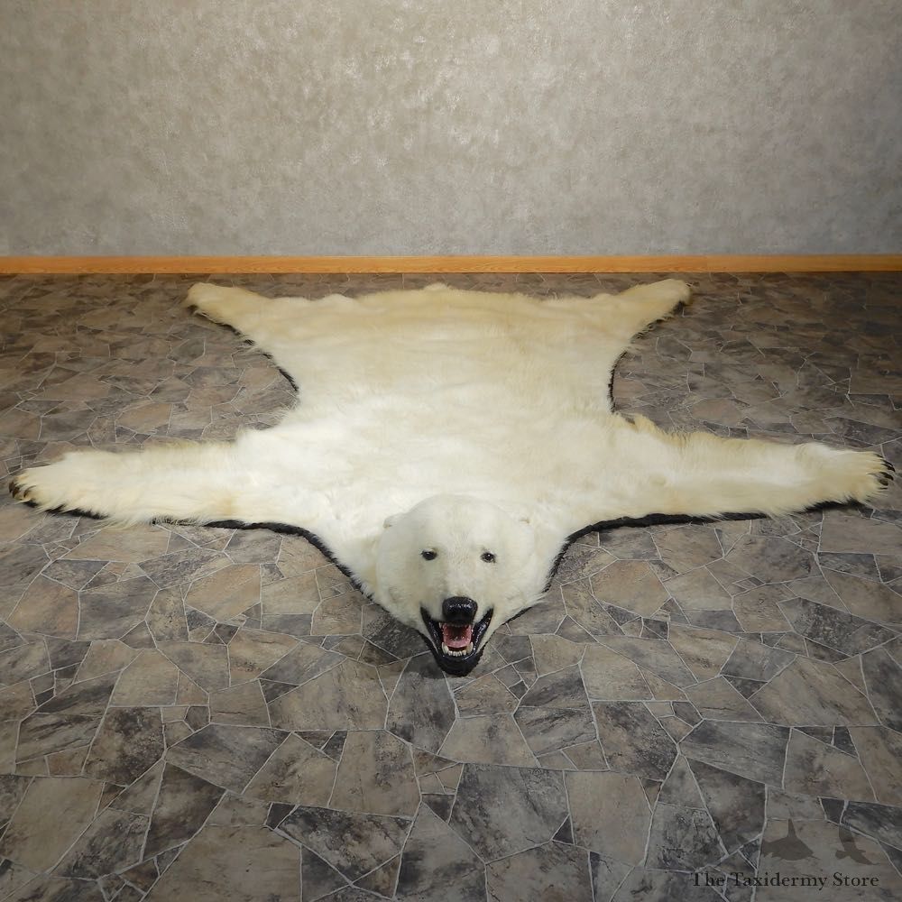 Polar Bear Taxidermy Rug #20403 For Sale @ The Taxidermy Store