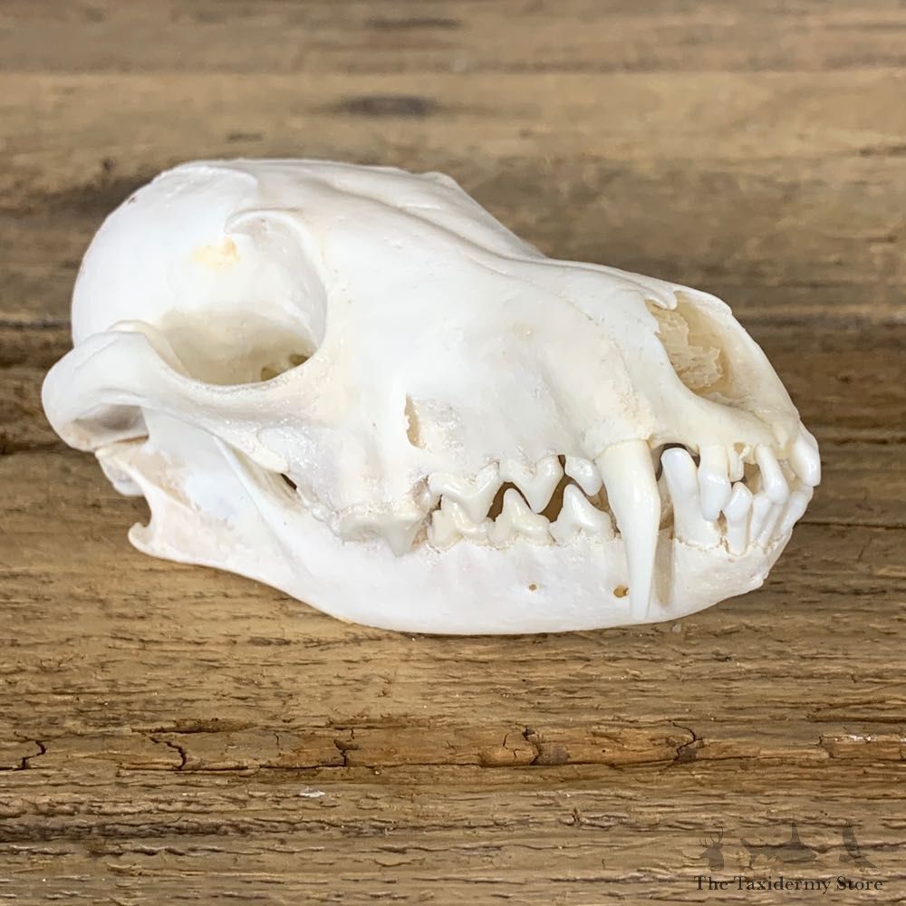 Fox Full Skull Mount For Sale #22254 @ The Taxidermy Store